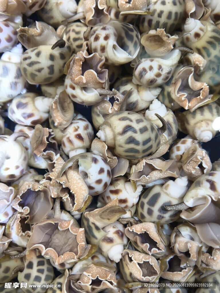 花螺