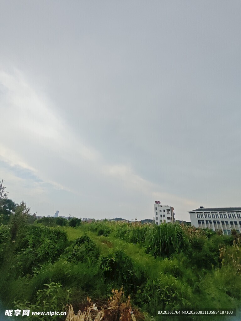 城郊绿植与远处建筑景观