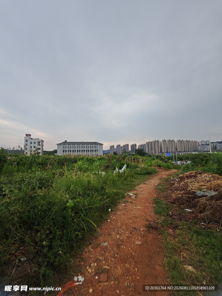乡间土路旁的繁茂绿植