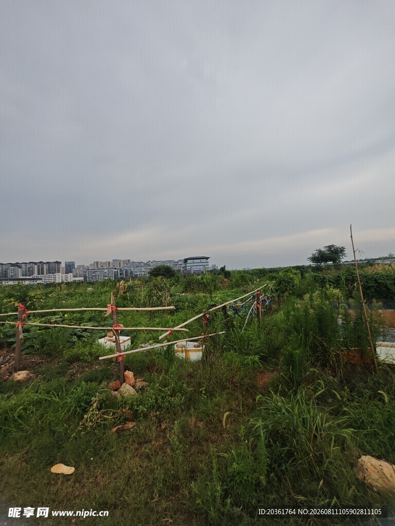 田野中的绿色植被景观