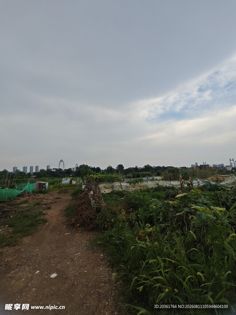 田园风光中的乡间小径