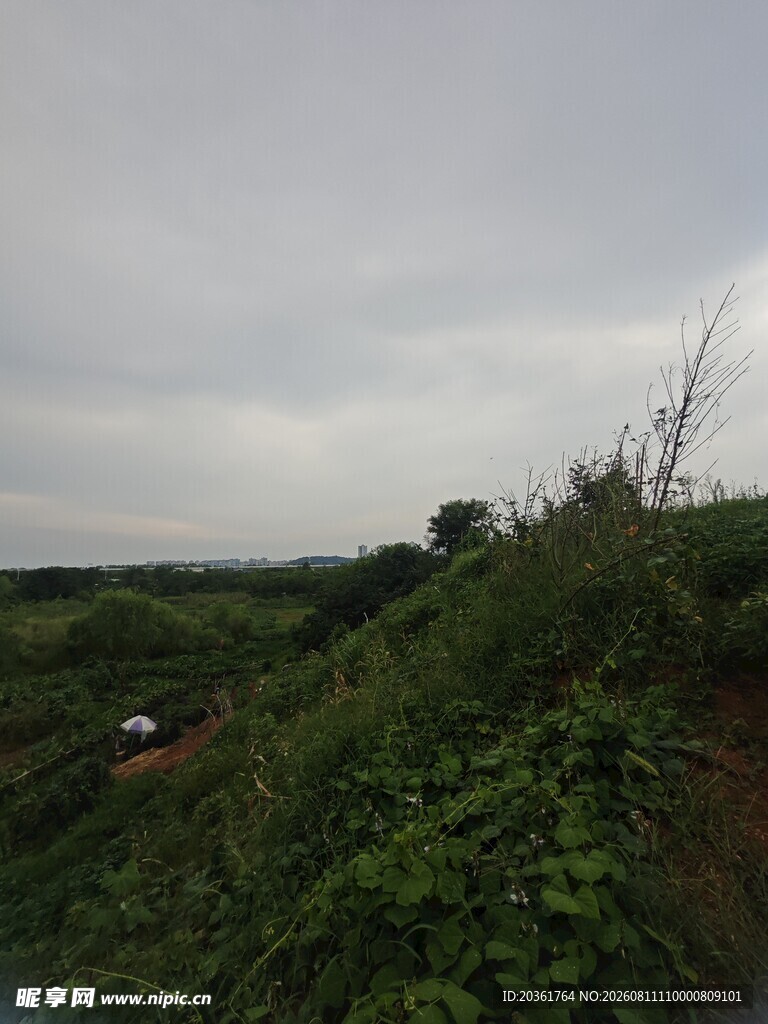 野外草地阴天景象