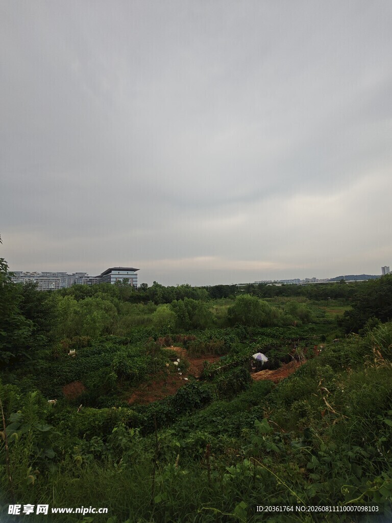 阴天中的绿意田野