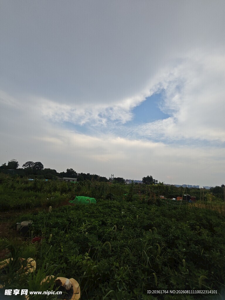 田园风光中的广袤绿植