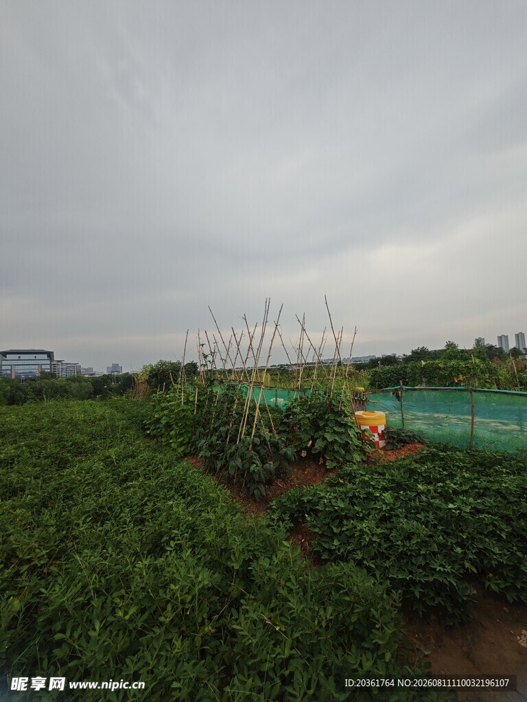 田园蔬菜种植景象