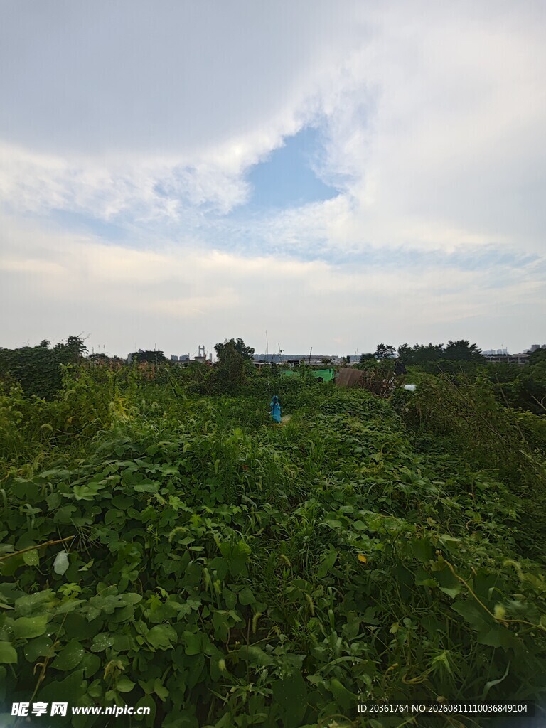 绿意盎然的田园风光