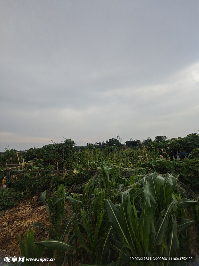 田野中的葱郁植物景观