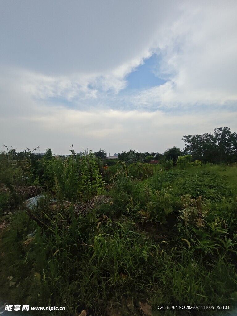 野外绿植与天空景观