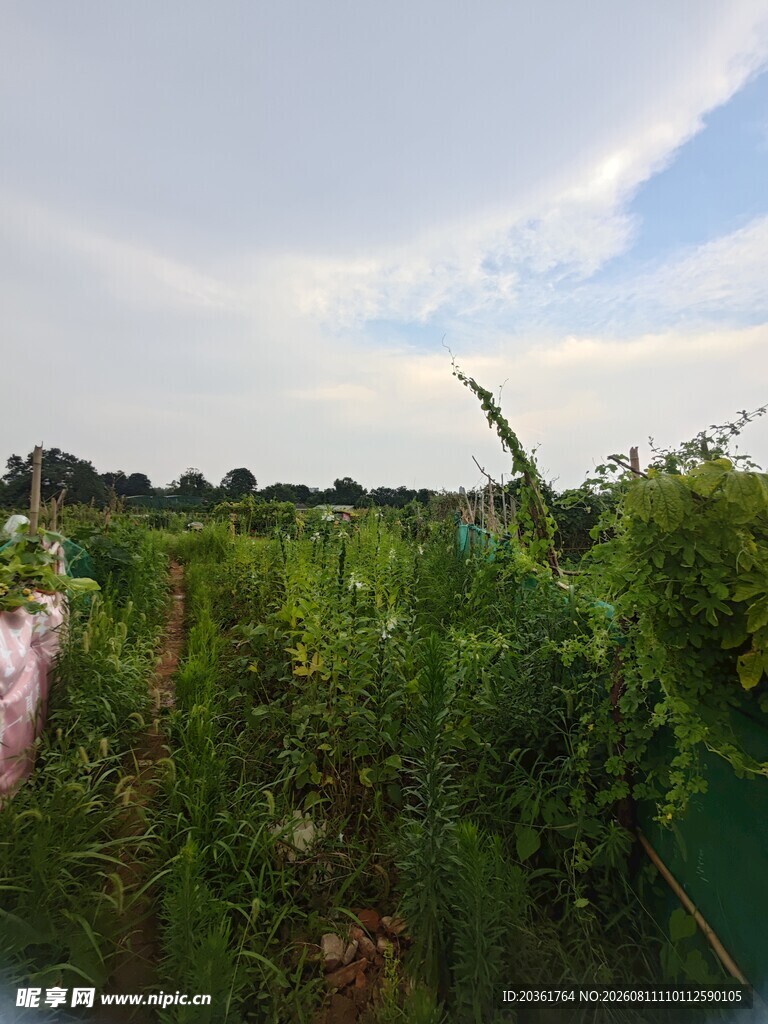 田园绿植景观