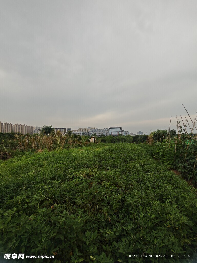 田野中的葱郁绿植景观