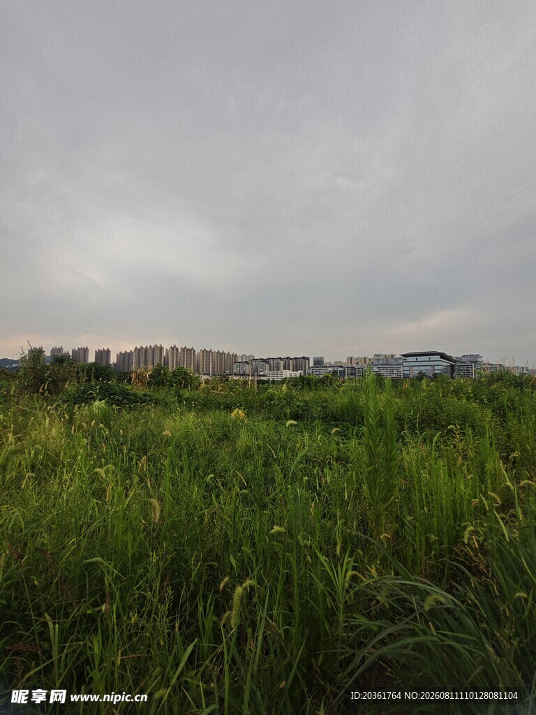 田野中的茂盛绿色植被
