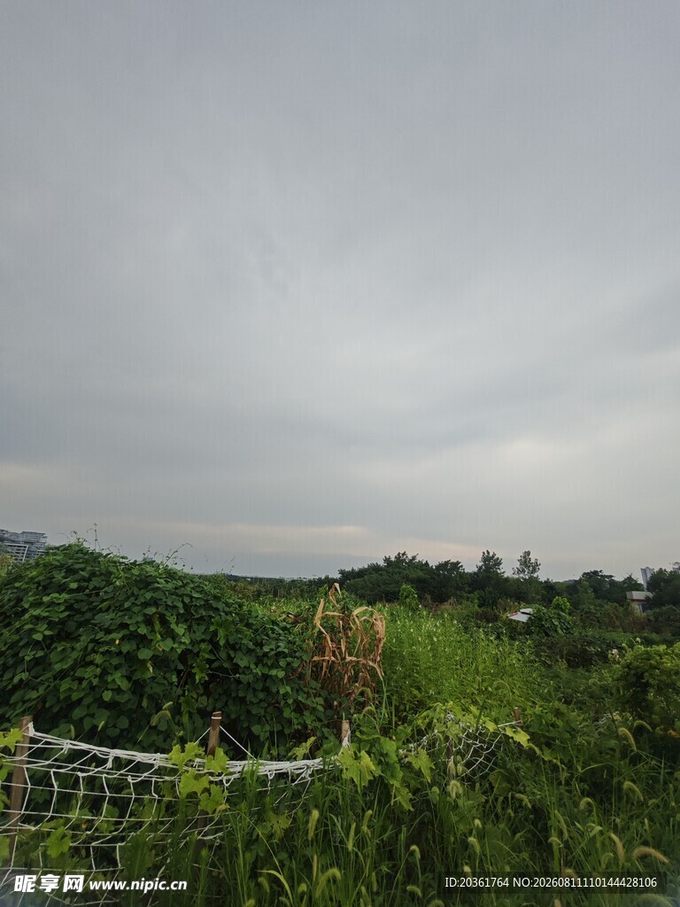 阴天的绿植景观