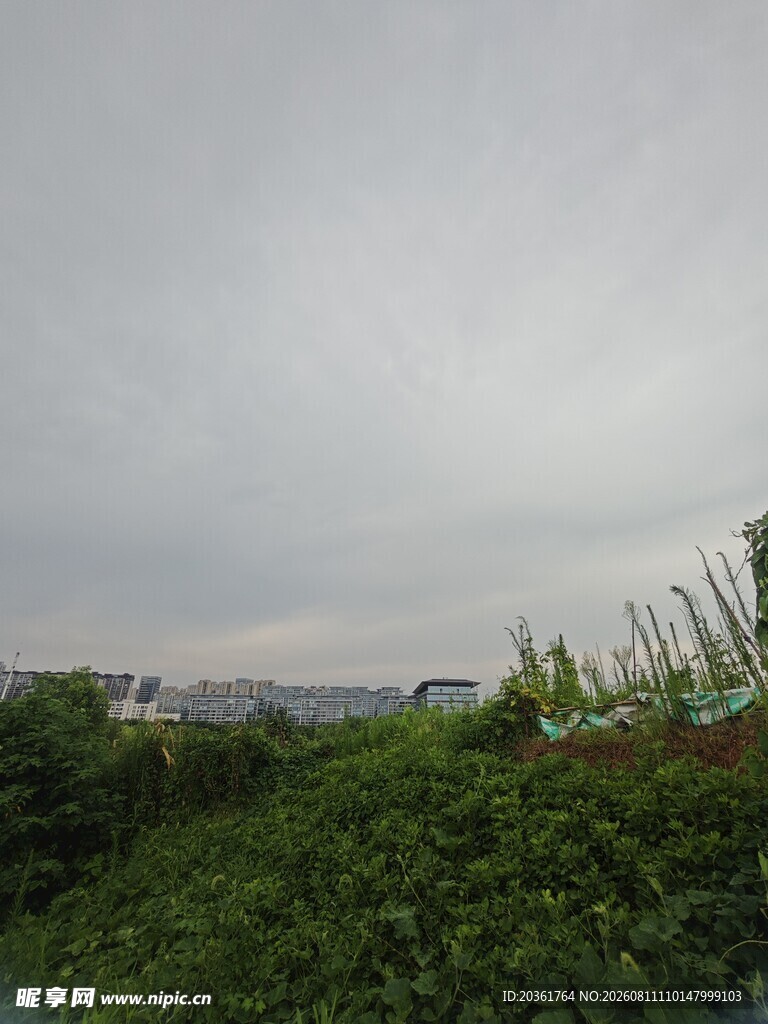 阴天中的绿植景观