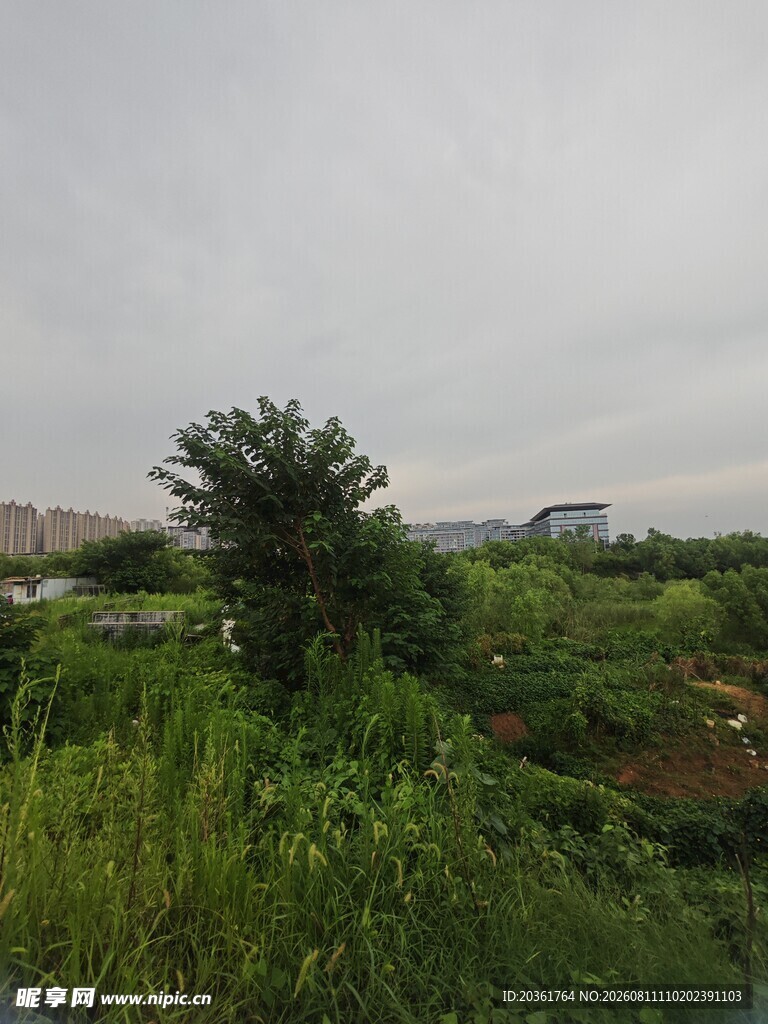 田野中的绿树与植被景观