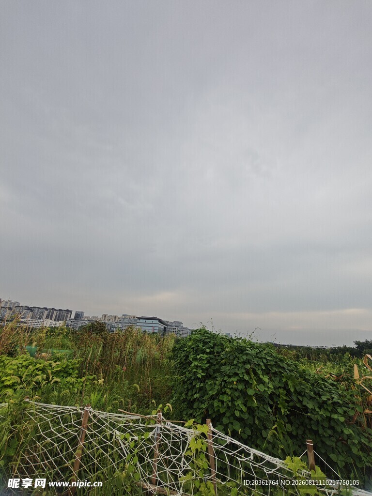阴天的绿植与围栏景观