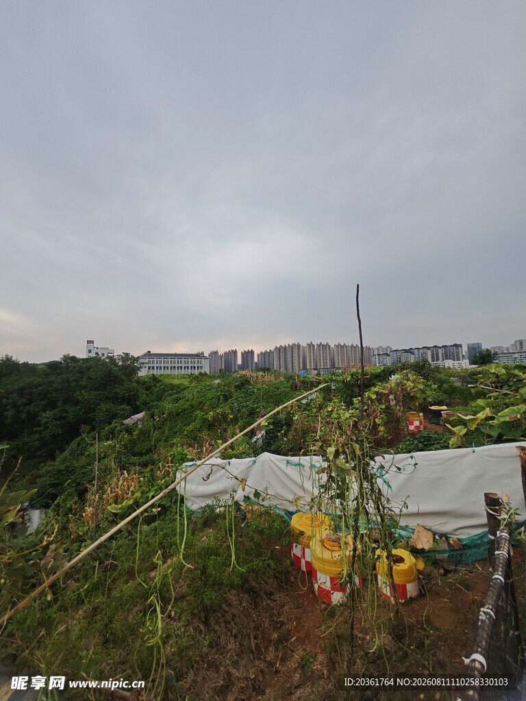 田园风光中的多彩植物