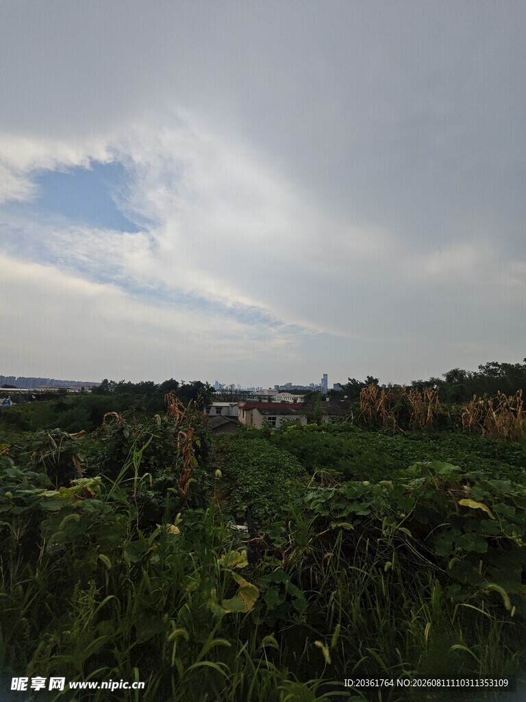 夏日荷塘景色