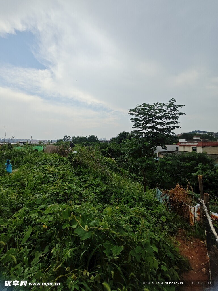 绿意盎然的城郊风景
