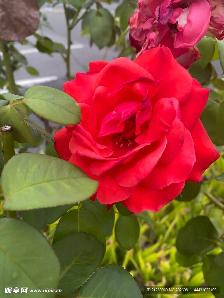 红月季
