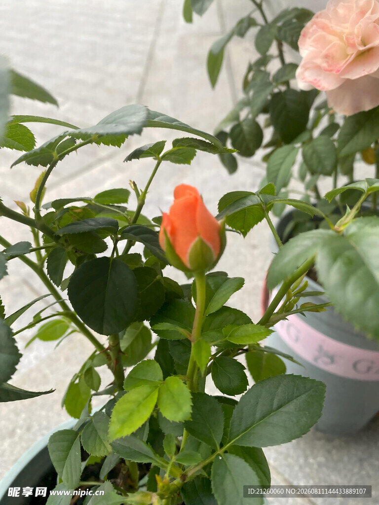 月季花苞