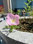 美丽月见草