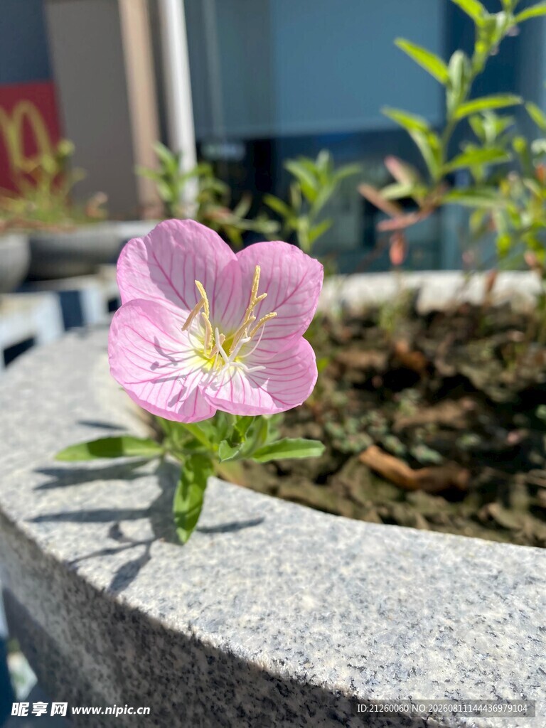 美丽月见草