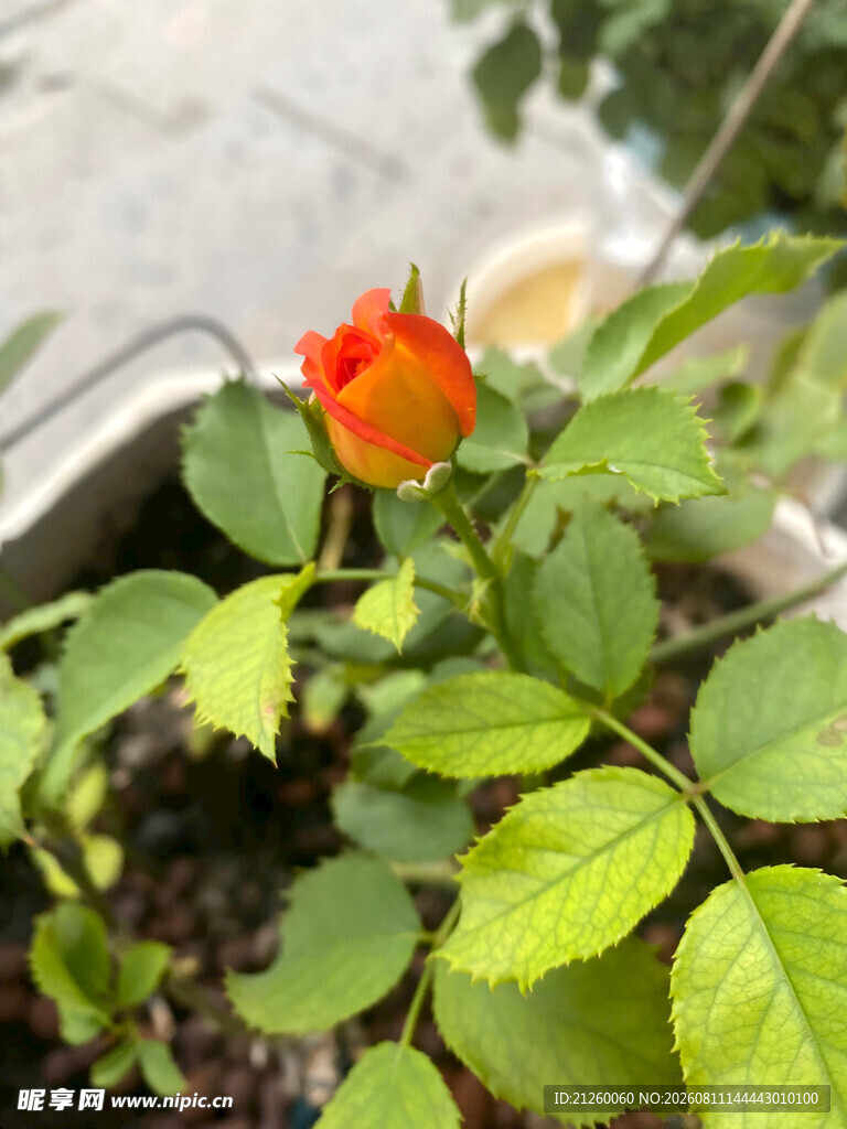 娇艳红玫瑰与翠绿叶片