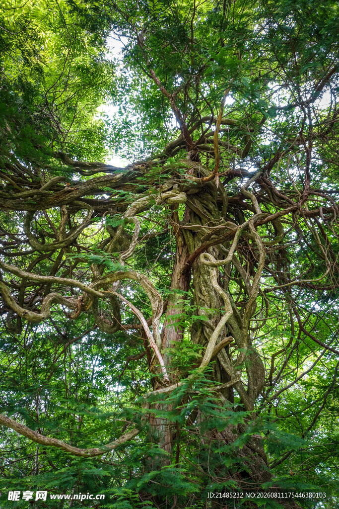 繁茂大树