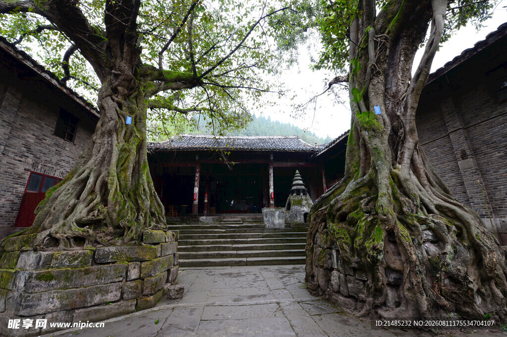 古树下的传统建筑庭院