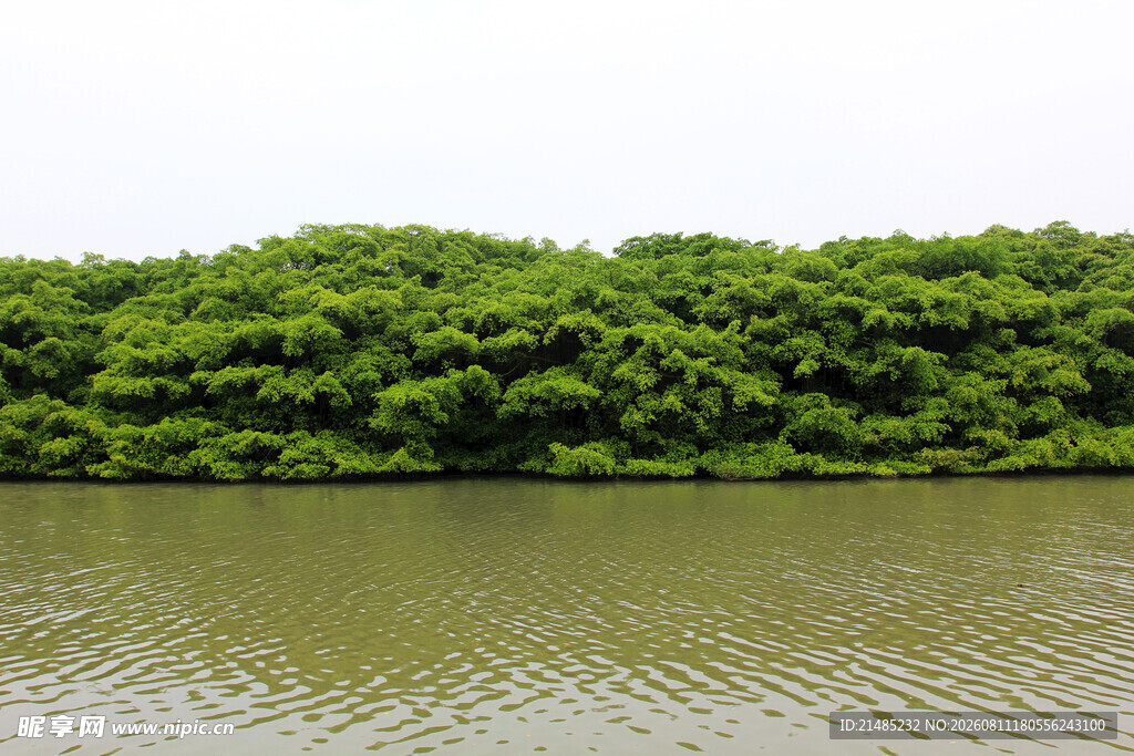 河畔葱郁绿植景观