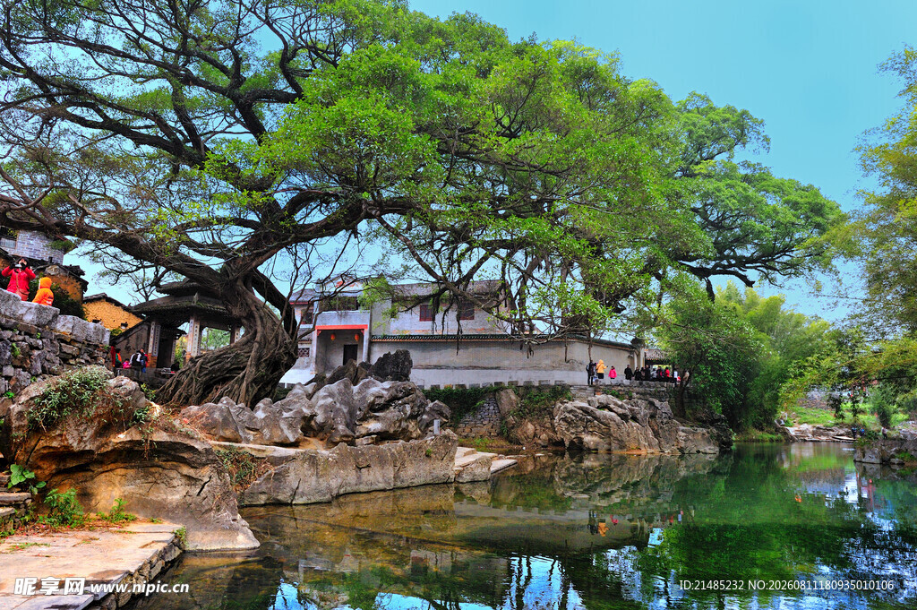 湖畔古木与亭台美景