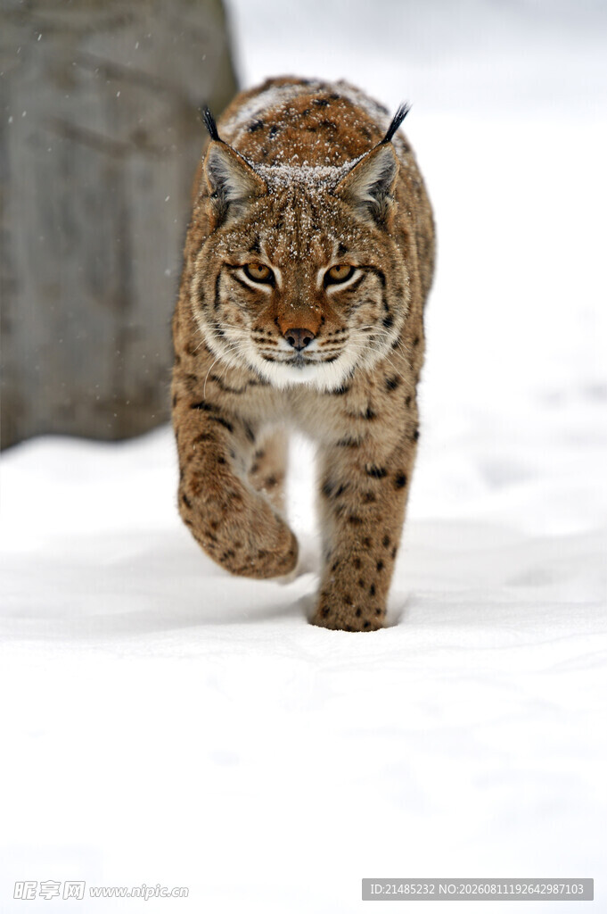 雪地中行走的猞猁 