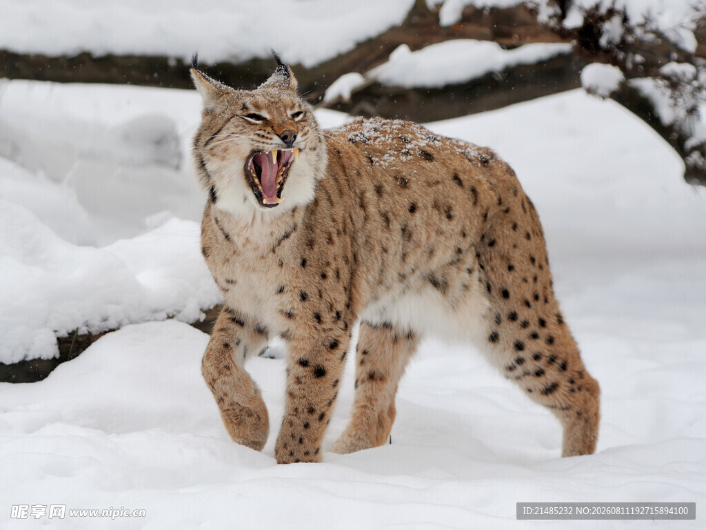 雪地中的咆哮猞猁