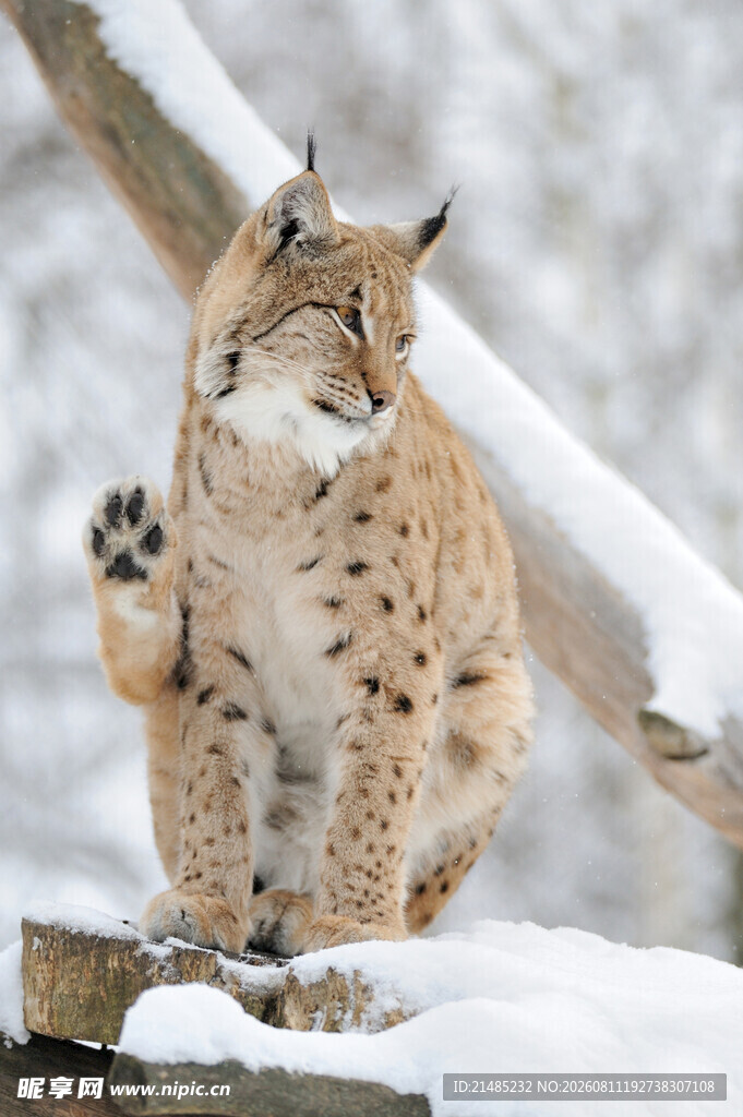 雪地中的猞猁