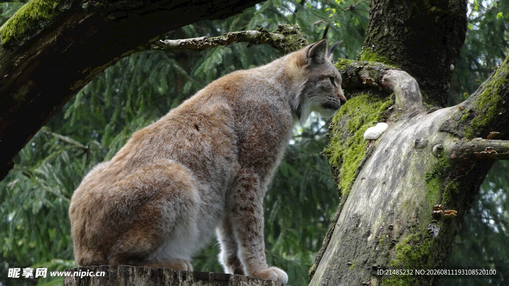 林边树梢上的猞猁