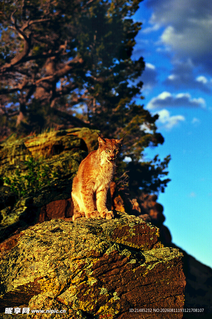 岩石上的猞猁