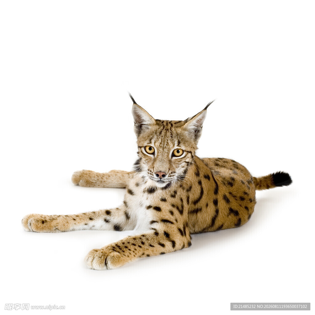 趴在地上的猞猁