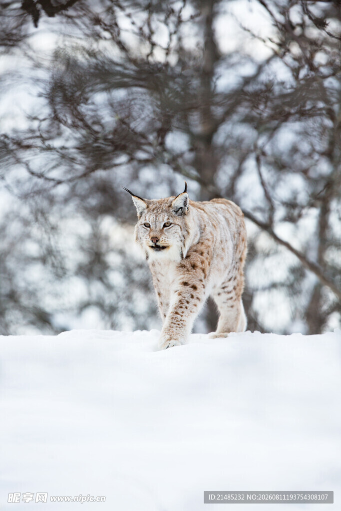雪地中的猞猁