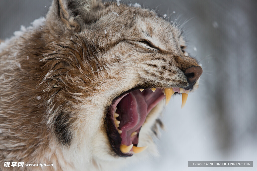 雪地中咆哮的猞猁