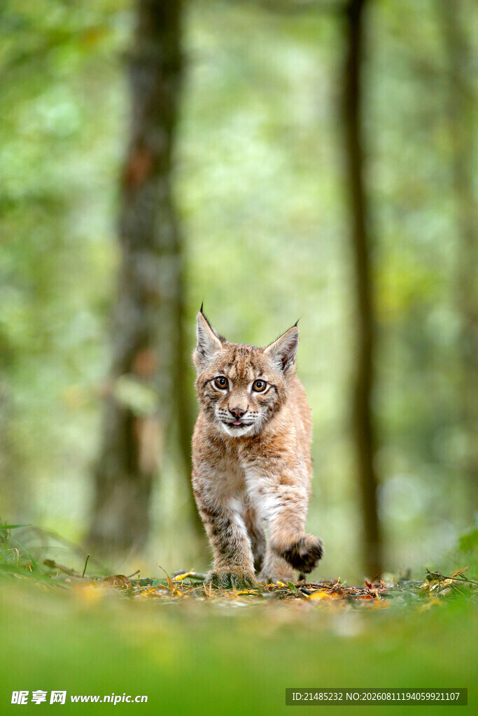 猞猁