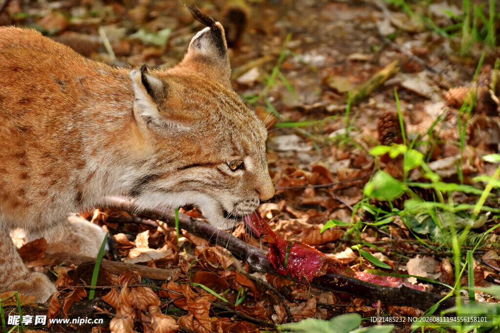 猞猁进食场景