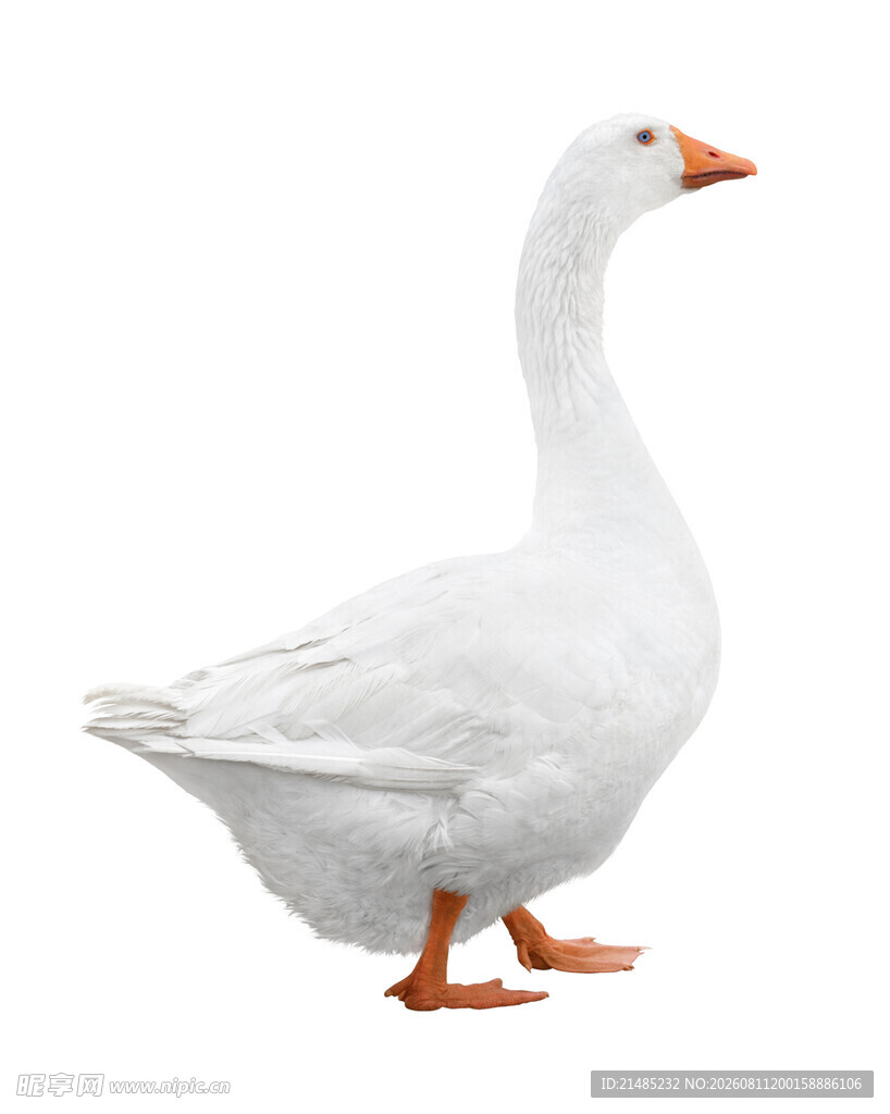 白色大鹅
