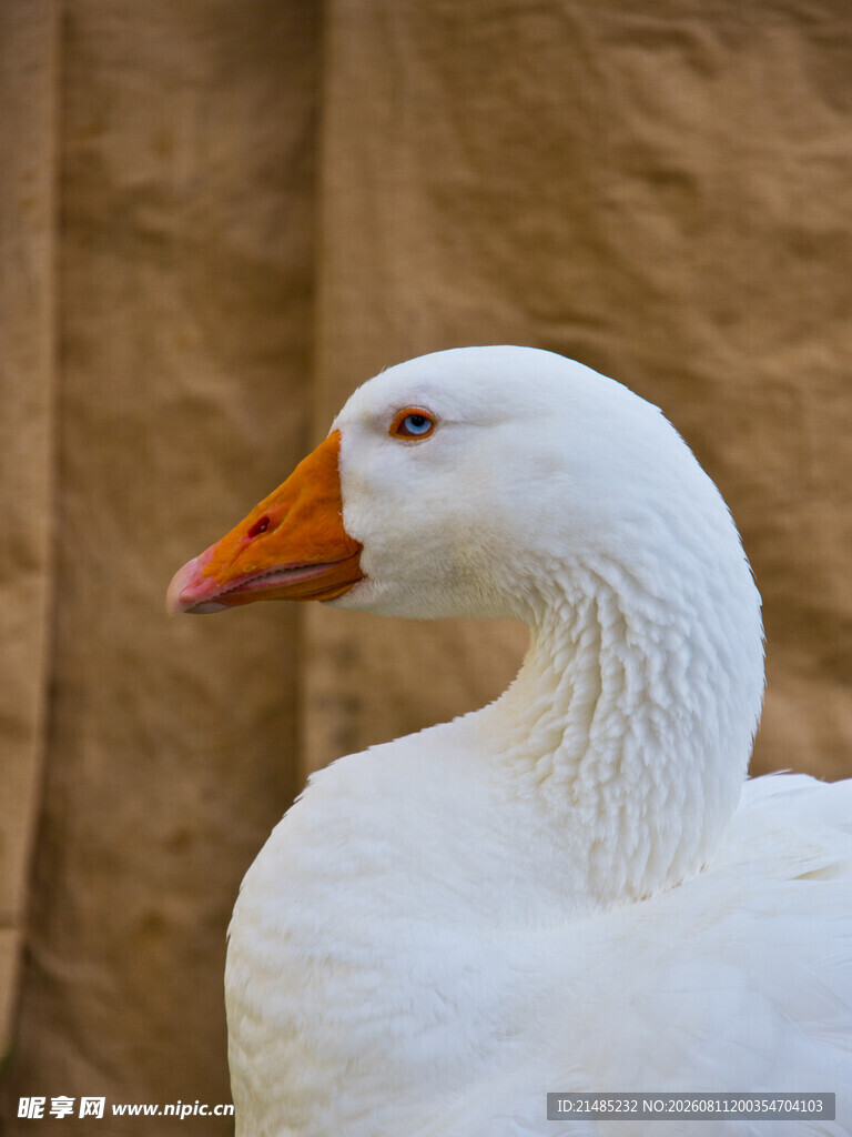 白鹅特写