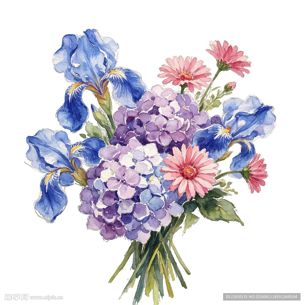 水彩花卉紫蓝色花束绣球花波斯菊