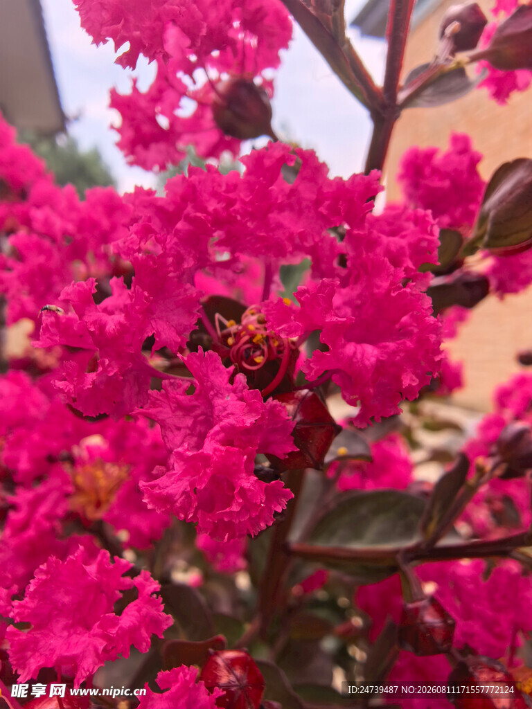 紫薇花