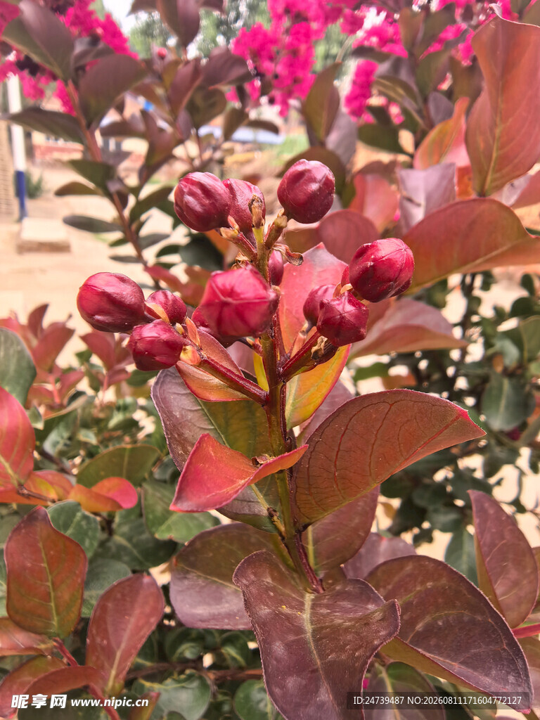 紫薇花