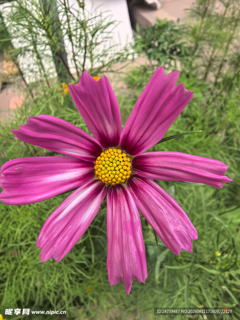 娇艳粉色格桑花