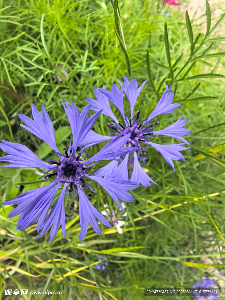 蓝紫色矢车菊绽放于草丛