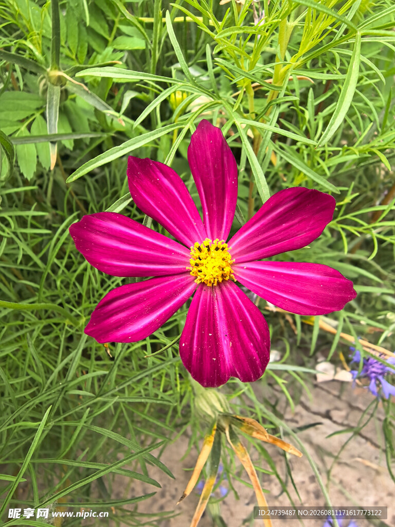 娇艳粉色格桑花绽放