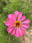 百日菊